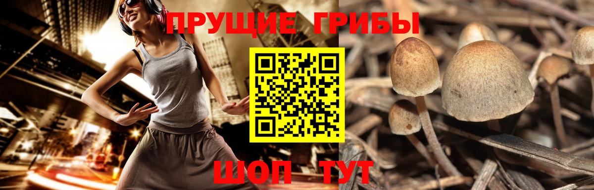 Геленджик  Галлюциногенные грибы прущие грибы  купить наркотики сайты  Вход с VPN 